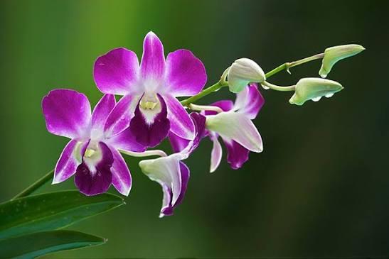 Die Bedeutung der Orchidee: Eleganz, Resilienz und Erbe