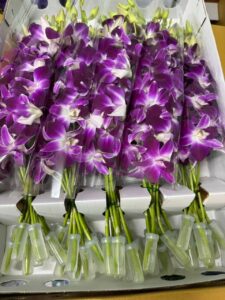 Die Bedeutung der Orchidee: Eleganz, Resilienz und Erbe