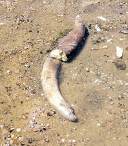 Historische Enthüllungen im ausgetrockneten Donau-Bett