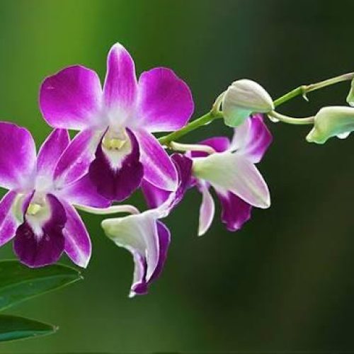 Die Bedeutung der Orchidee: Eleganz, Resilienz und Erbe