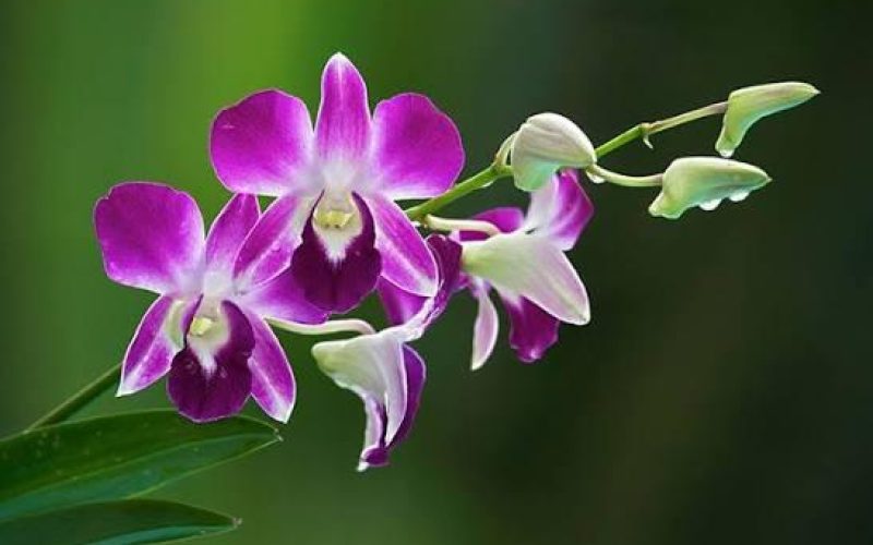 Die Bedeutung der Orchidee: Eleganz, Resilienz und Erbe