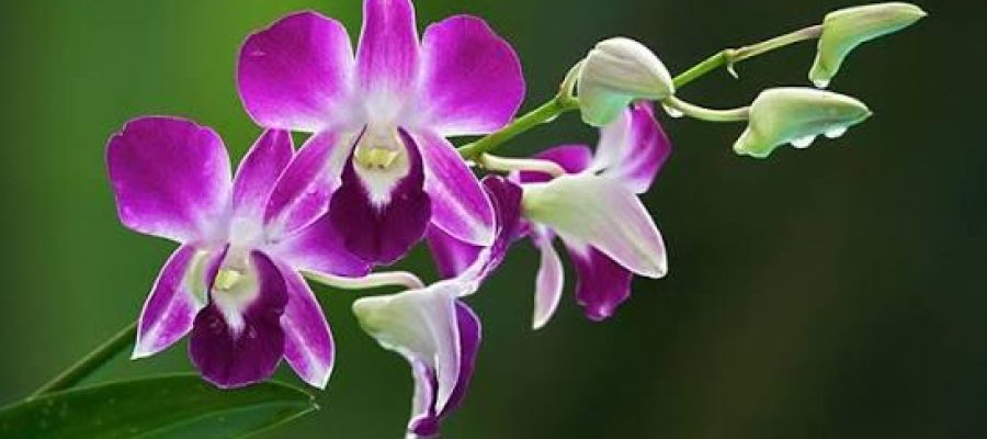 Die Bedeutung der Orchidee: Eleganz, Resilienz und Erbe